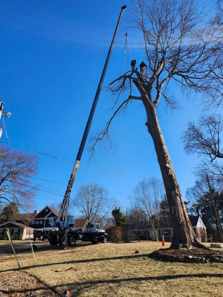 Arborist Service A large crane assisting two arborists as they trim branches high up in a tall bare tree in a residential neighborhood.
