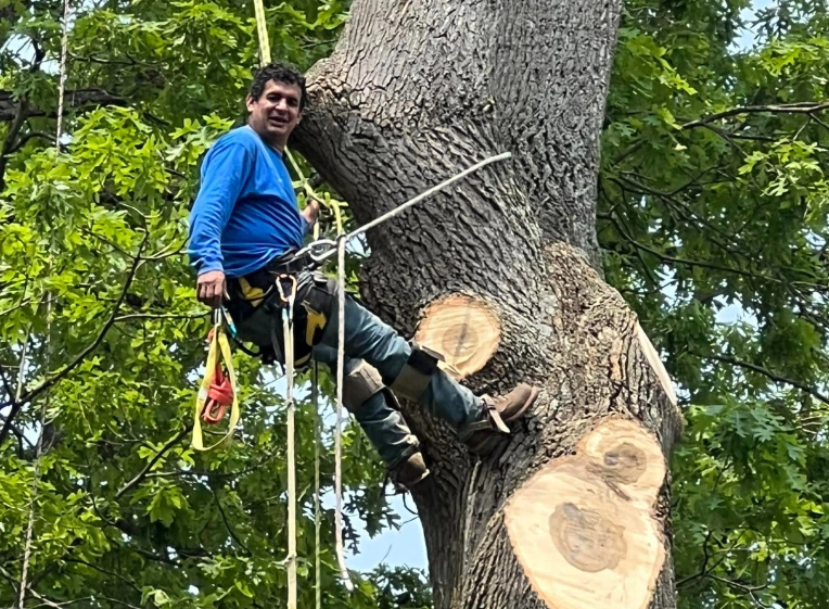 Tree Removal