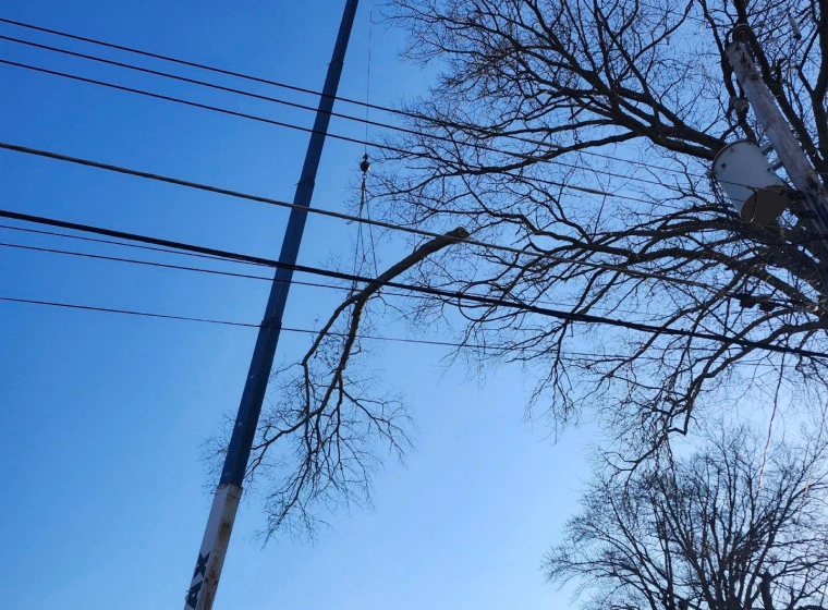 tree trimming service